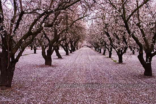 trees Pictures, Images and Photos