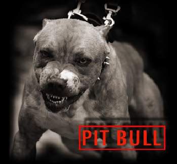 pitbull graphics and comments