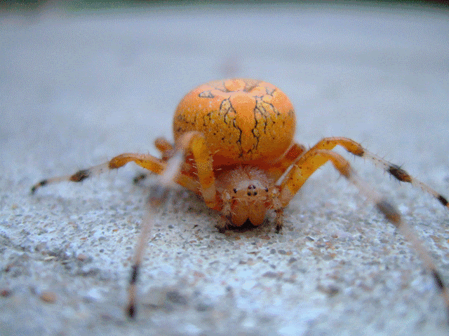 pumkin spider Pictures, Images and Photos