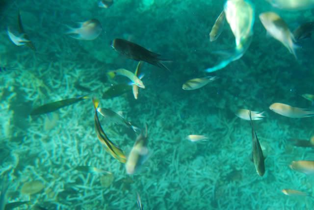 Marine Life at Siete Pecados Marine Life at Siete Pecados