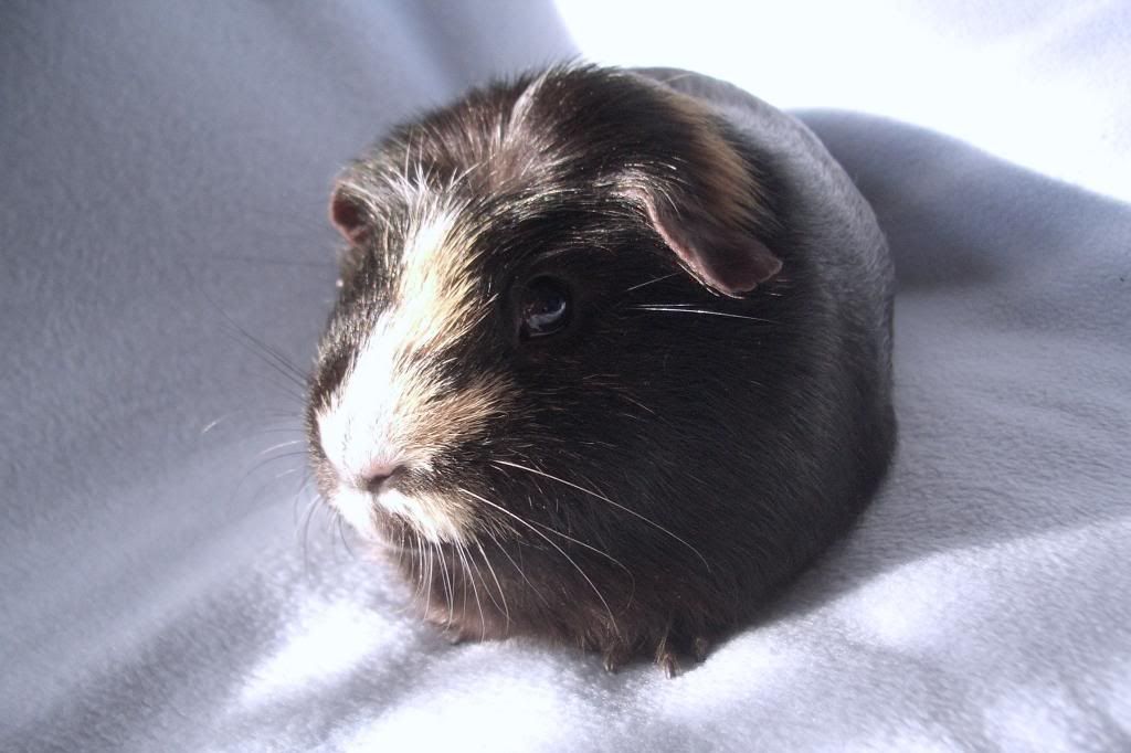 Hecportraitdocsize.jpg