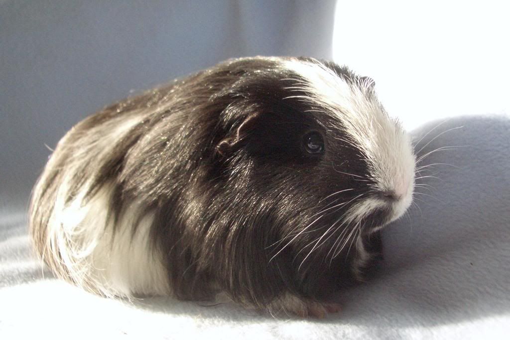 Humphreyportraitdocsize.jpg