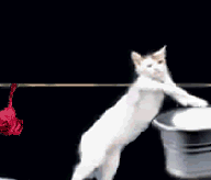 1250181970_cat_doing_the_laundry.gif