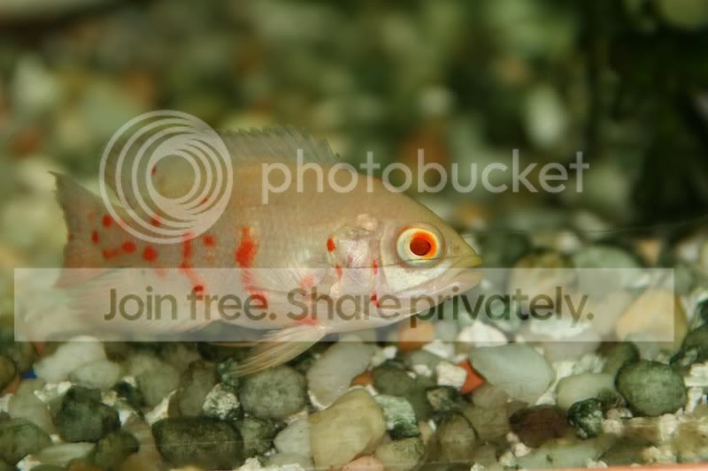 Cichlid-Forum 75G New World Tank Cichlid-Forum 75G New World Tank