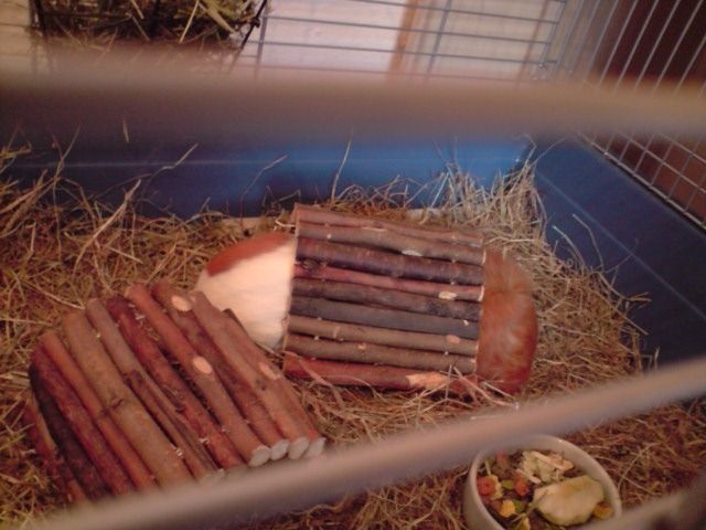 piggys.jpg