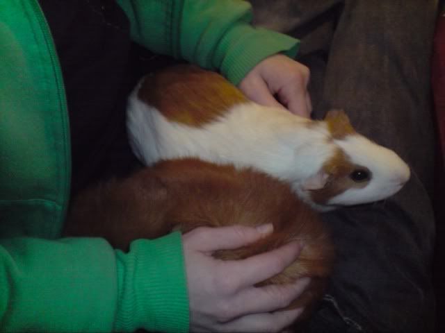 pigsonmumslap.jpg